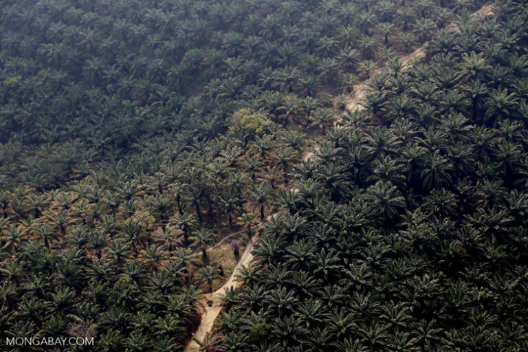 Oil palm plantation in Riau. Image by Rhett A. Butler.