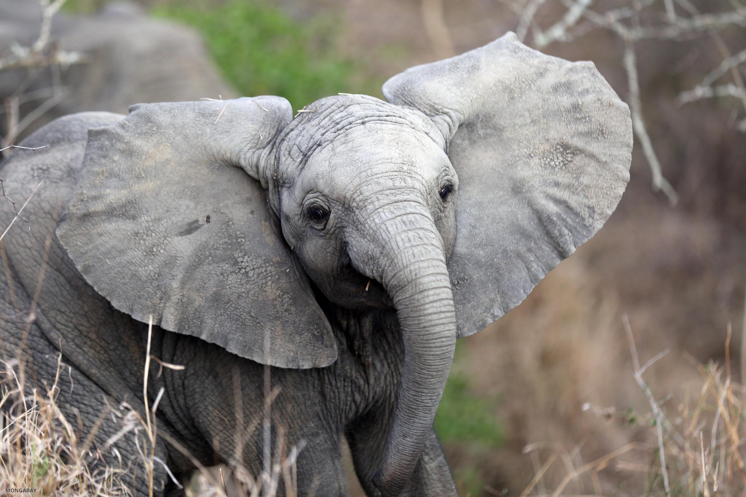 Wildlife Desk - Environmental Journalism and Education