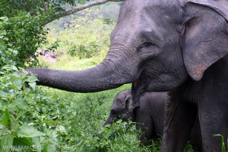 Sumatran elephants in Bukit Barisan Selatan National Park. Image by Rhett A. Butler