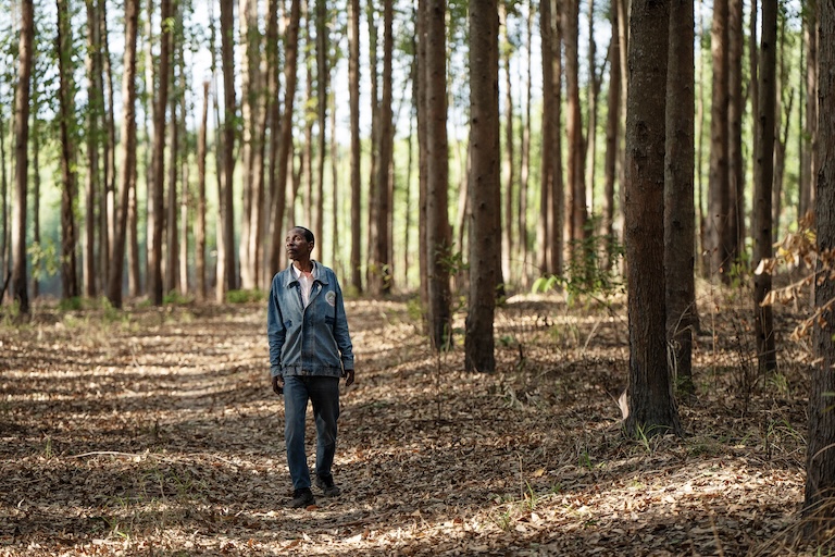 Mozambican farmer Mugabe Augusto among the eucaplyptus trees that now grow on his land.Image buy Davide Mancini for Mongabay.