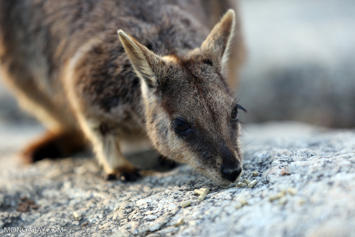 Australia Biodiversity
