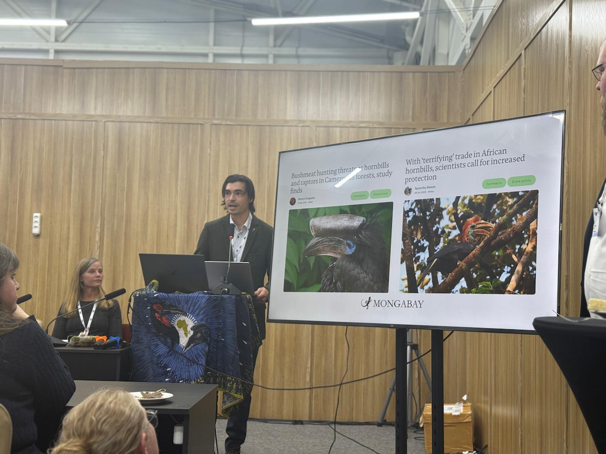 Mongabay's reporting used to persuade delegates to vote in favor of the proposal to list African hornbills on CITES Appendix II. This was from the side event prior to the voting. The proposal passed with consensus, meaning no CITES parties objected to the listing. Image courtesy of Nico Arcilla.