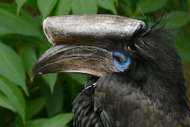 African hornbills gain global protections following Mongabay reporting