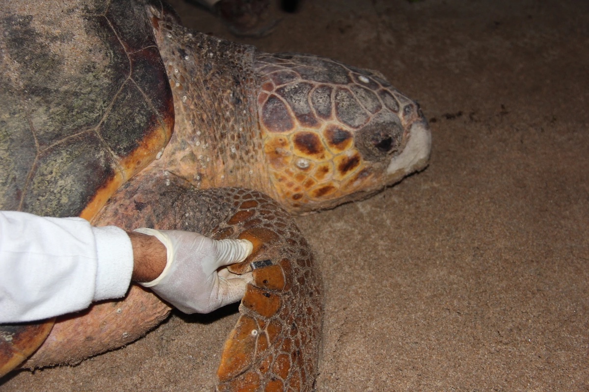 Olive ridley sea turtle (Lepidochelys olivacea) on a beach in the Itans Environmental Protection Area. Photo: Instituto Tartarugas do Delta/press release
