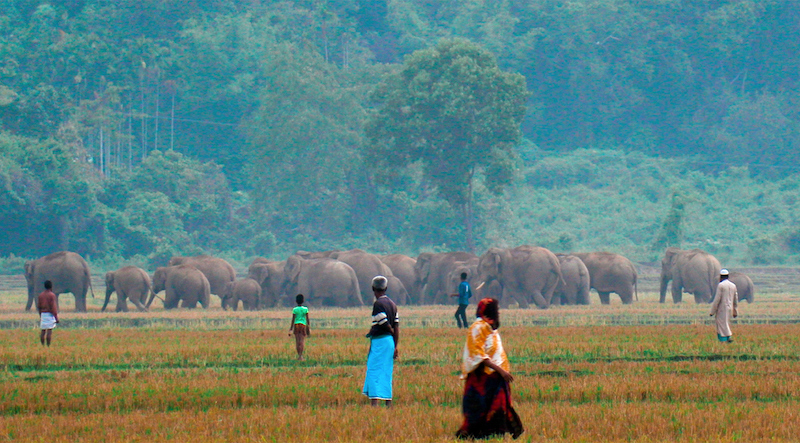 In the northeast, elephant herds usually come down to Bangladesh from the hills of neighboring India’s Meghalaya state during the rice harvesting season between December and May in search of food before returning to their home range. Image by Mohammed Mostafa Feeroz.