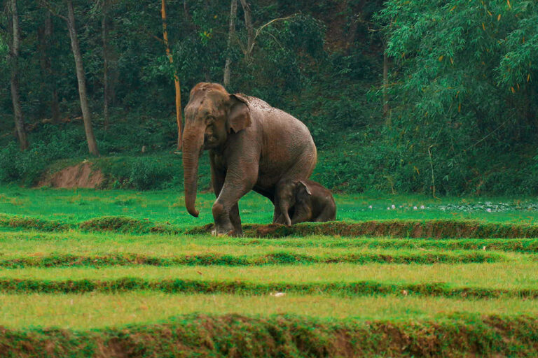 A female elephant with her calf on agricultural land. Image by Mohammed Mostafa Feeroz.