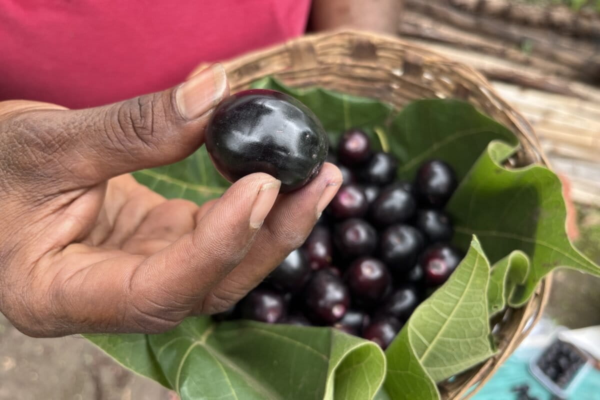 Jamuns collected from Syzygium cumini trees in Bahadoli, a village in Thane district, Maharashtra, which is also popularly known as Jambhulgaon or the village of jamun. Image by Rushikesh More.