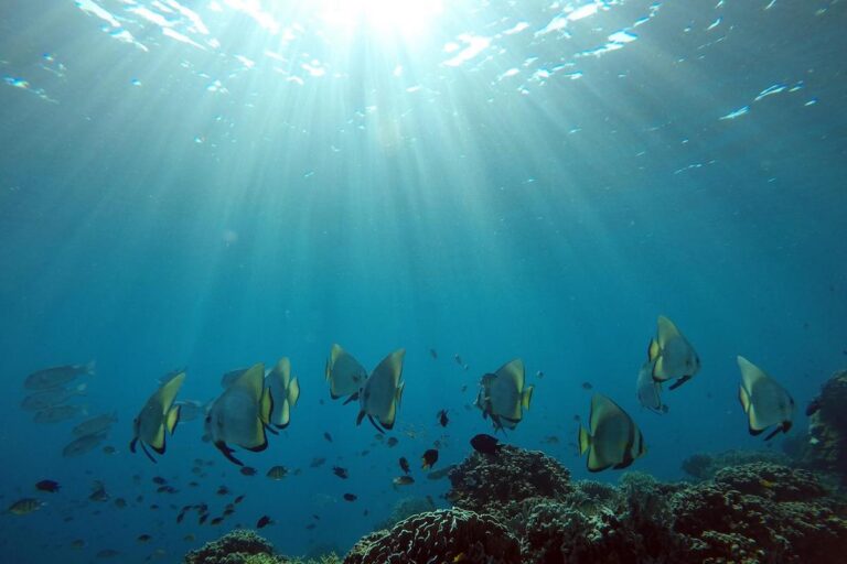 Orbicular batfish on a reef offshore of Komodo, Indonesia. Photo by Rhett Butler/Mongabay.