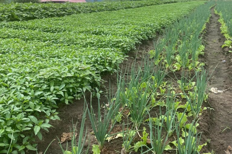 Farmer Joe’s vegetable farm on the edge of Lagos. Image by Samuel Ogunsona.