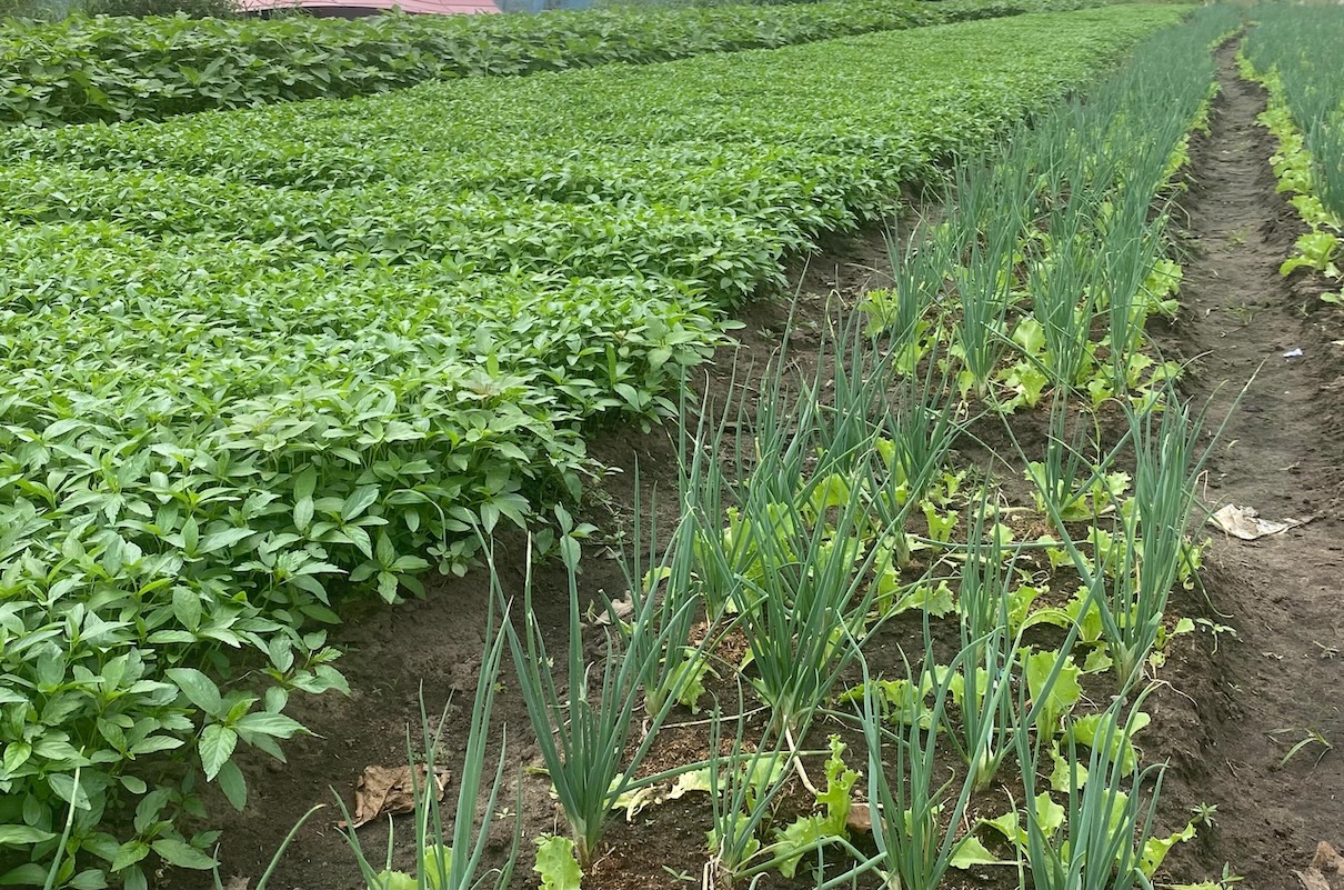 Report spurs national dialogue about use of dangerous pesticides on Nigerian farms