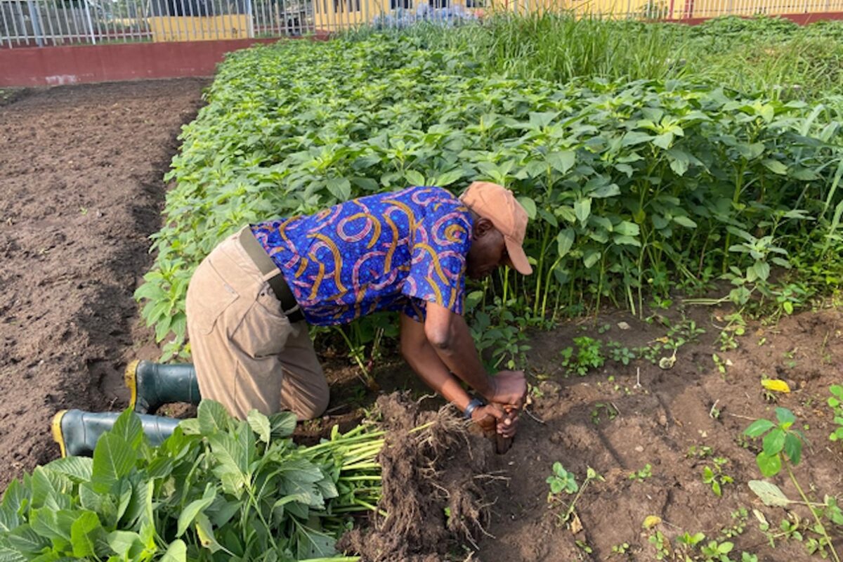 Onafowokan Olayinka Kehinde uses a soil auger to collect soil and soil animal samples for lab testing. Image by Samuel Ogunsona.