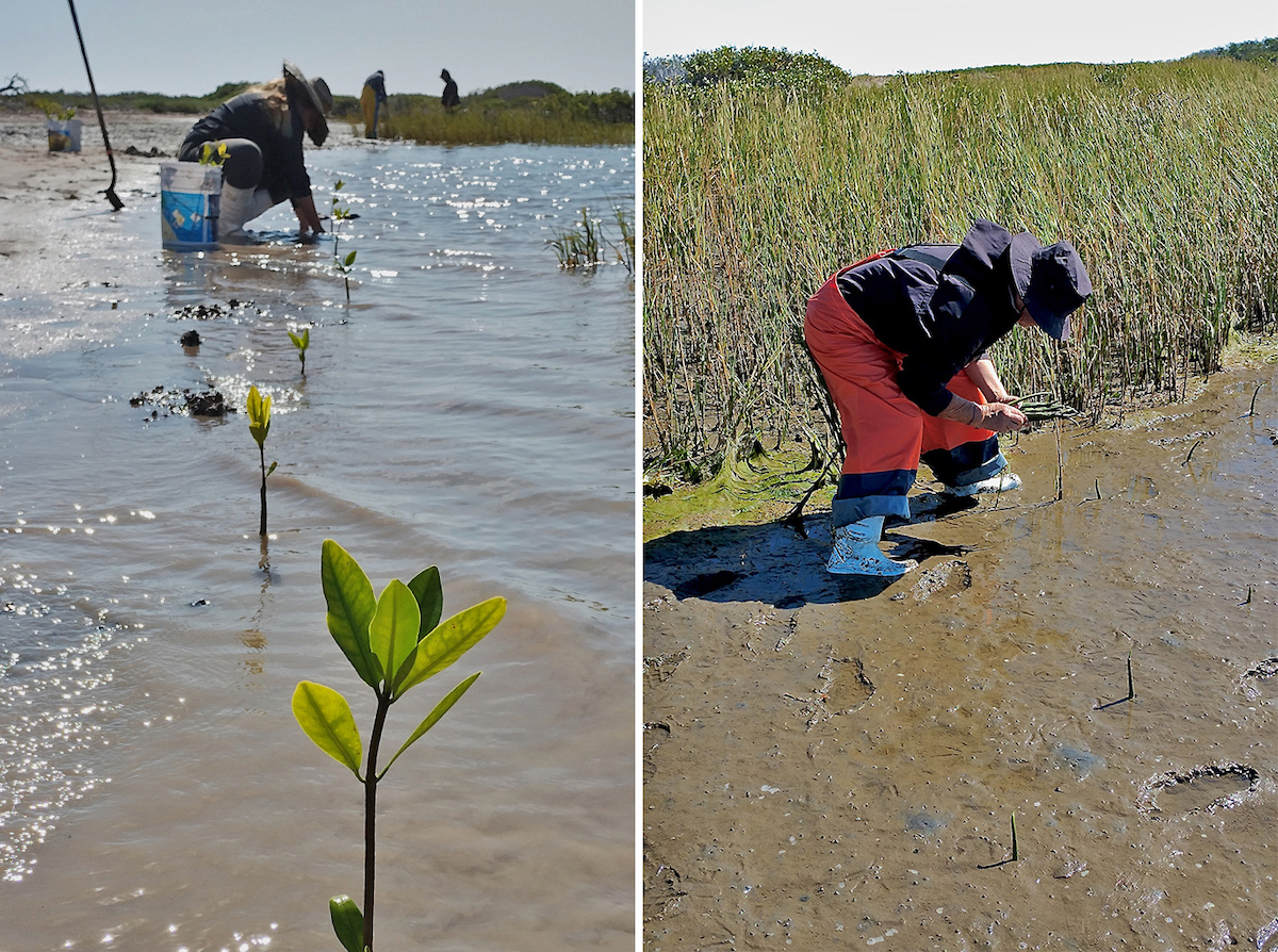 (Left) David Borbón and members of the El Delgadito fishing community plant red mangroves directly in the ground. (Right) A member of the El Delgadito fishing community planting red mangroves directly into the sand. Images courtesy of David Borbón.