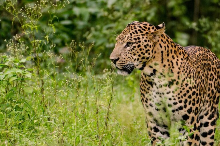 A leopard in Rajiv Gandhi Tiger Reserve in India. Image by Srikaanth Sekar via Flickr (CC BY-SA 2.0).