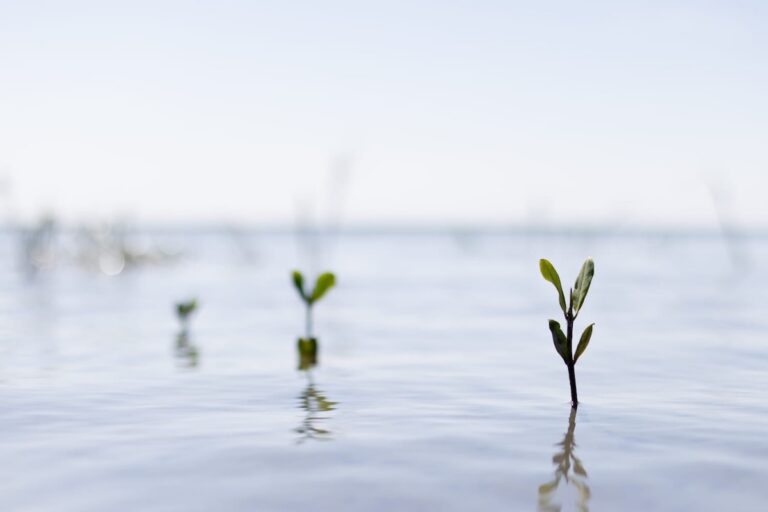 Mangroves planted by members of the El Delgadito fishing community. Image courtesy of David Borbón.