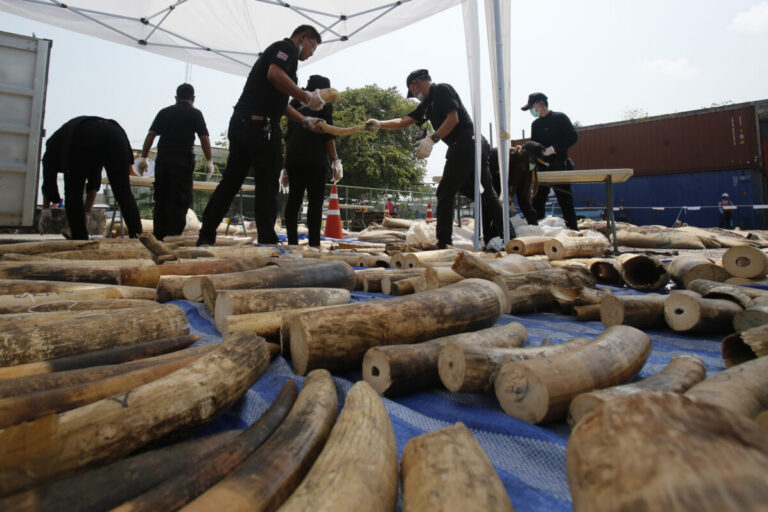 Thai authorities seized more than 200 kilograms (440 pounds) of ivory hidden in luggage shipped out from Congo to Laos via Bangkok in 2015. Image by AP/Sakchai Lalit.