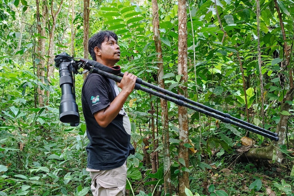 Mongabay Indonesia journalist Junaidi Hanafiah documented the Tapanuli orangutan in its newly identified peat swamp habitat in North Sumatra. Image by Mongabay Indonesia.