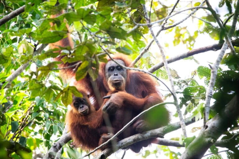 A mother and infant Tapanuli orangutan were directly sighted in the Lumut Maju peat swamp forest in North Sumatra. Image by Junaidi Hanafiah/Mongabay Indonesia.