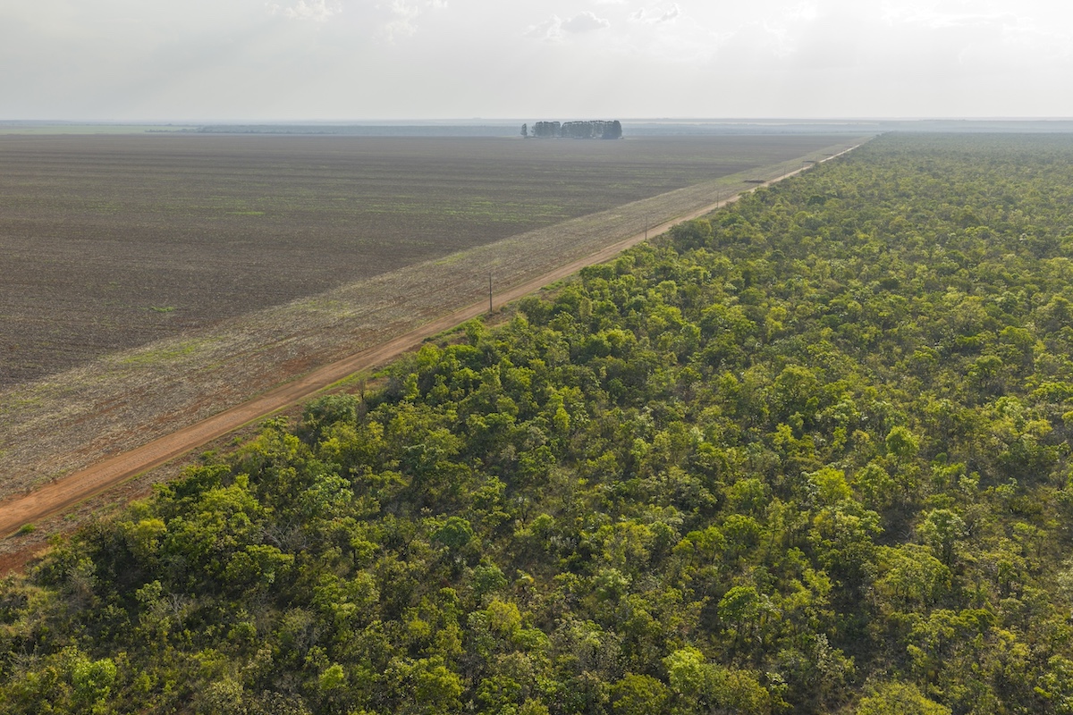 An area deforested to plant grains next to preserved Cerrado within the Tirecatinga Indigenous Land. Image by André Dib for Mongabay.