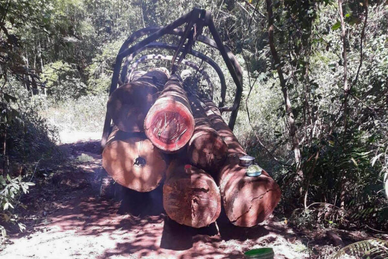 Forest activists have sighted timber trucks operating deep in the jungle outside of the hydropower project site. Image supplied by Tat Oudom.