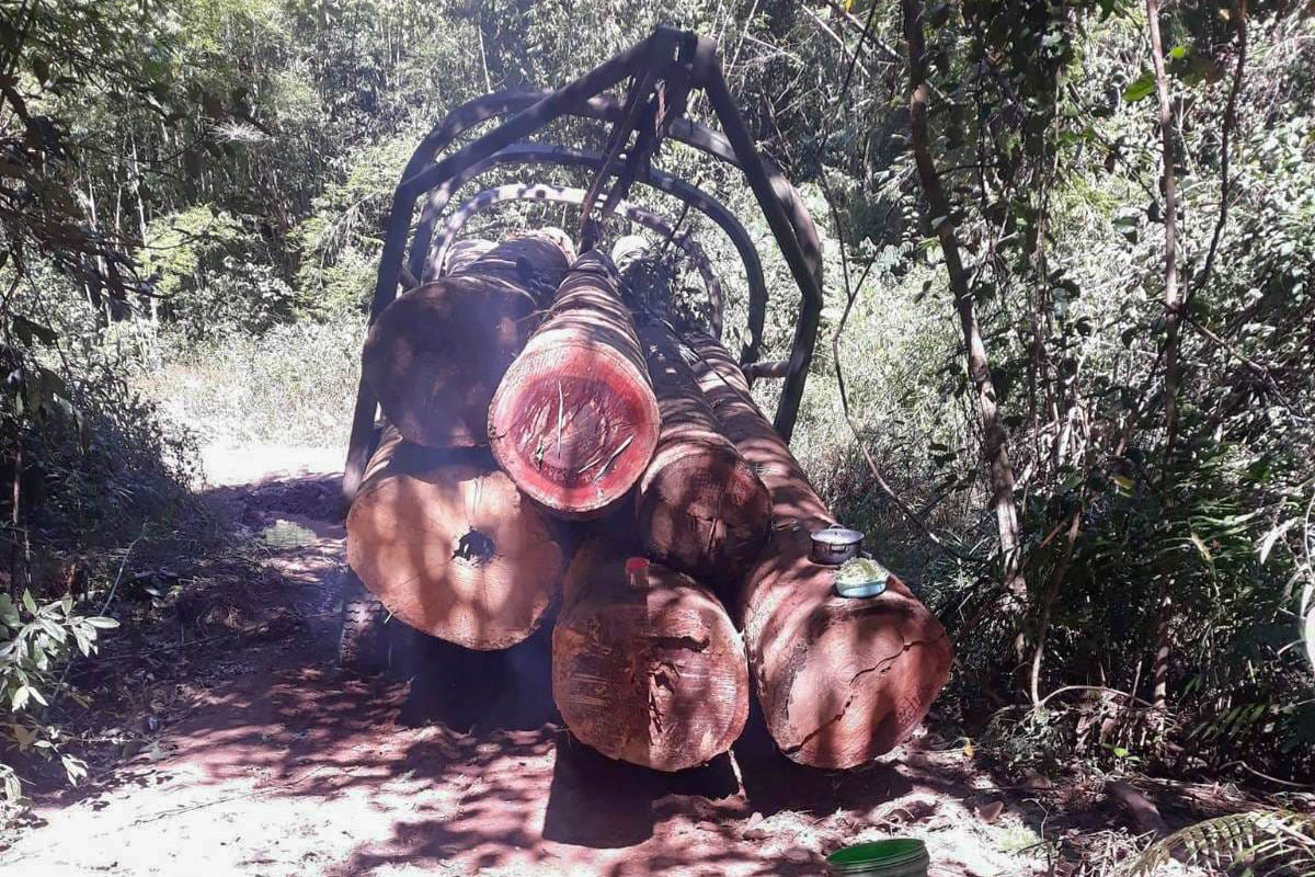 Cambodia halts logging amid reports of illegal forest clearance