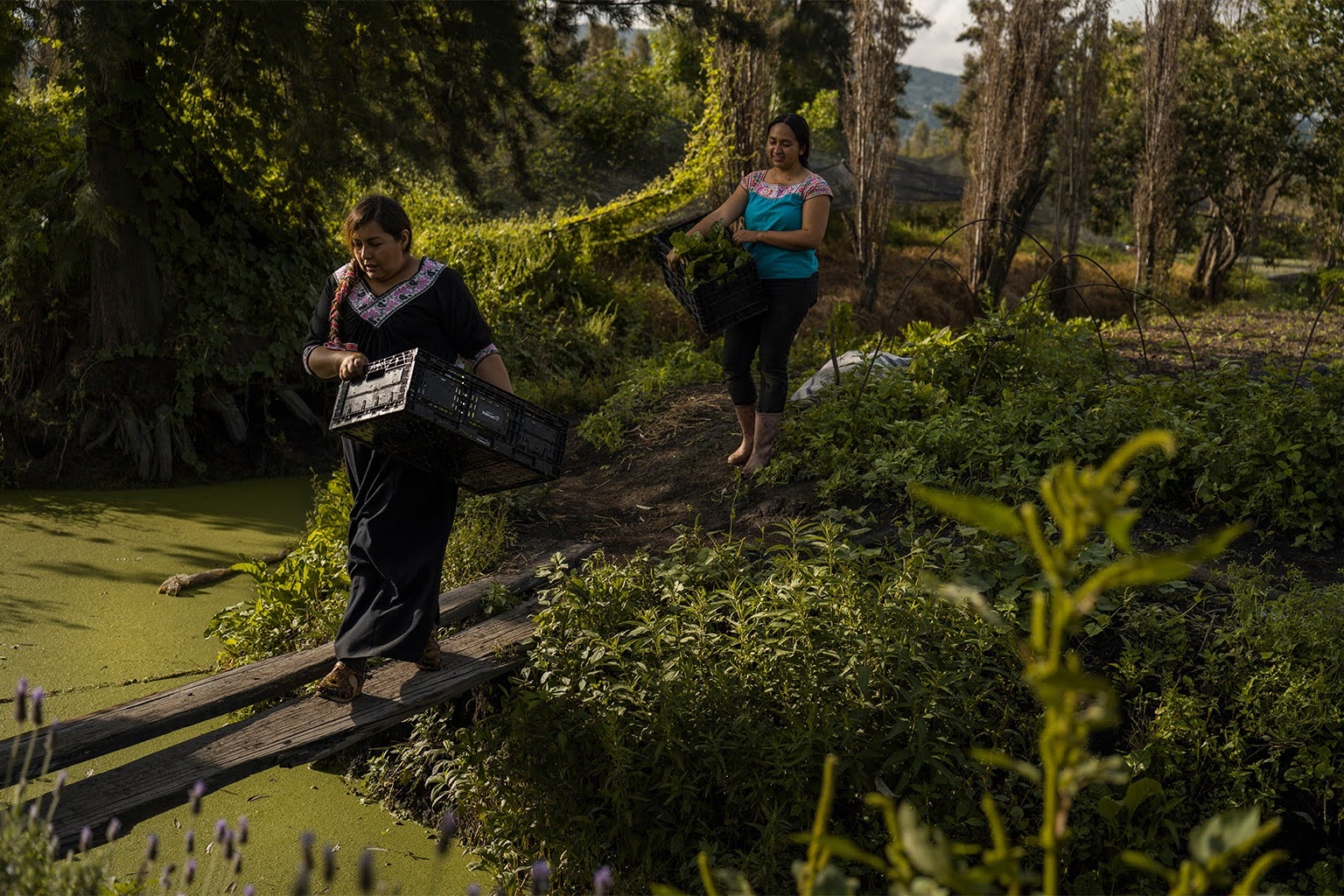 Jasmín Ordóñez, left, and Cassandra Garduño, right, cross an improvised bridge in Garduño’s chinampa, an island farm built by the Aztecs thousands of years ago, in San Gregorio Atlapulco, a borough of Mexico City, Sept. 20, 2025. Image by AP/Felix Marquez.