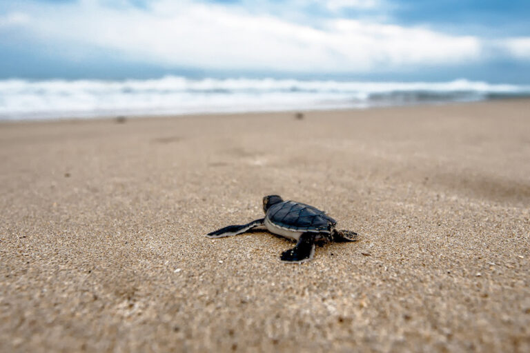 A turtle hatchling on a beach in Indonesia. Image via PxHere (Public domain)