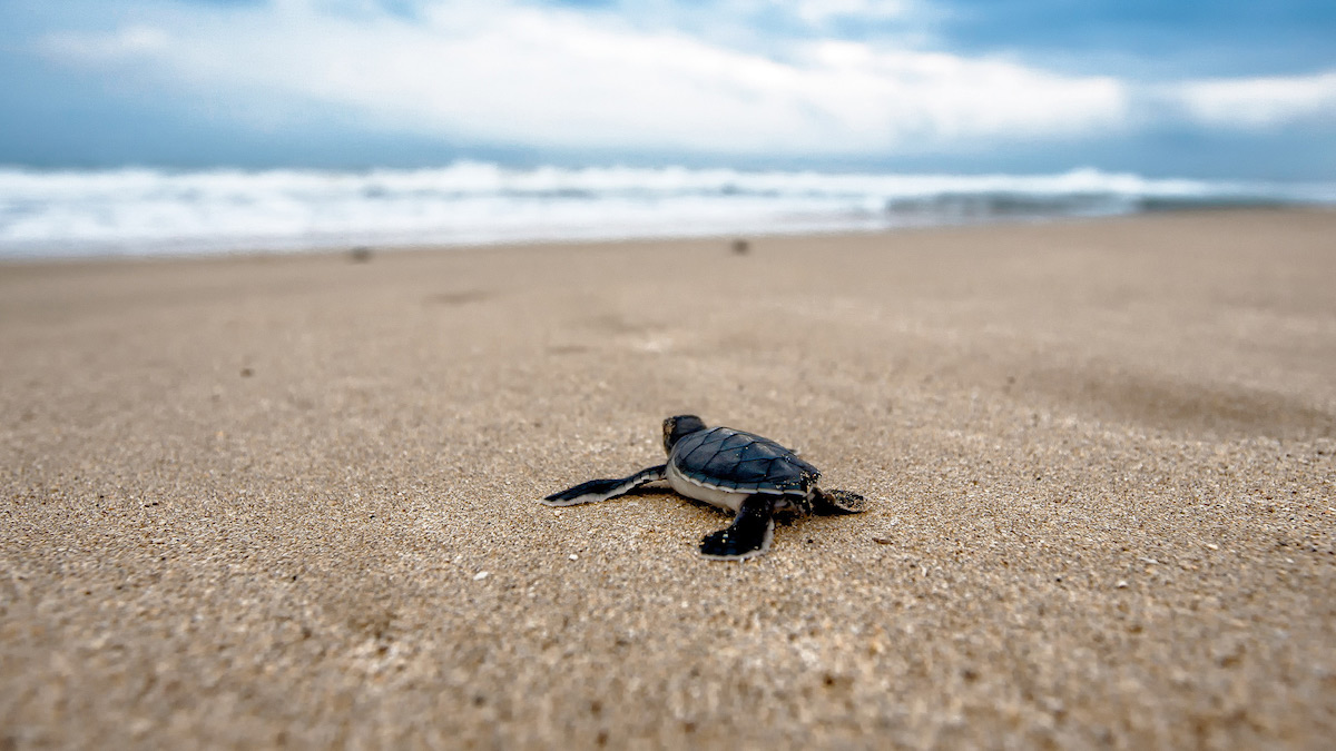 How Mongabay Indonesia helped shift local policy on illegal sea turtle egg trade