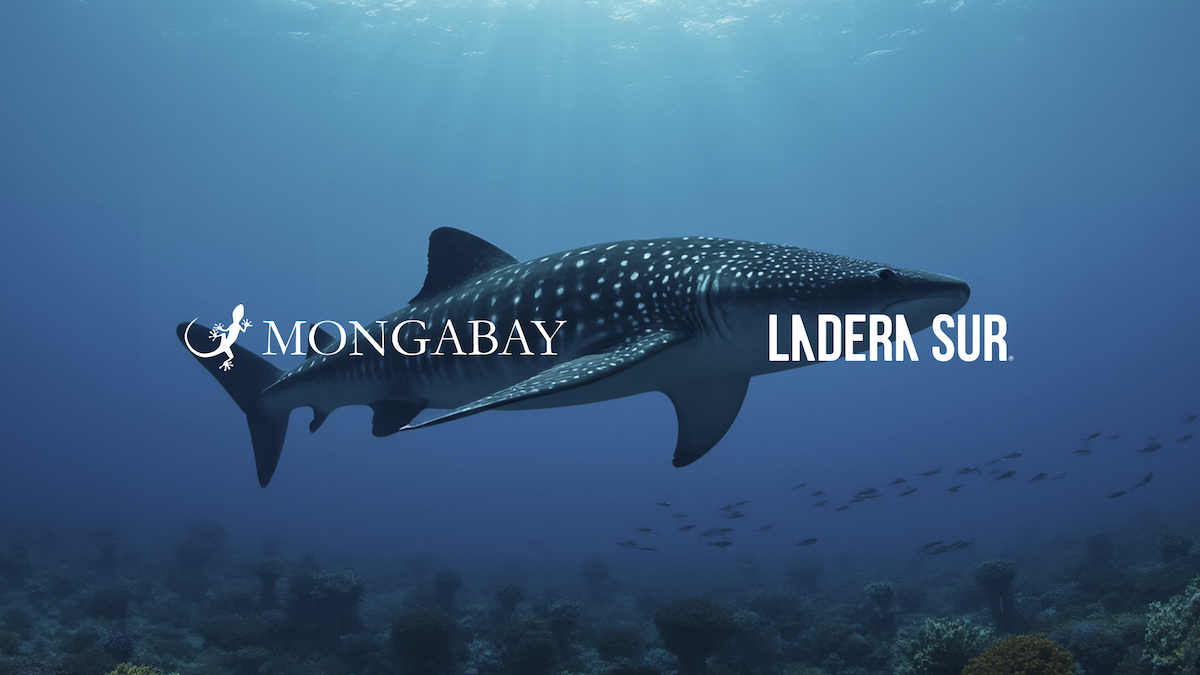 Mongabay and Ladera Sur video collab banner image