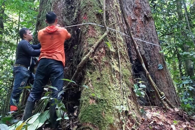 Located in the Amapá state, the second largest red angelim ever found is 85.4 meters (280 feet) tall and has a circumference of 9.8 meters (32 feet). Image courtesy of João de Matos Filho/Prodemac.