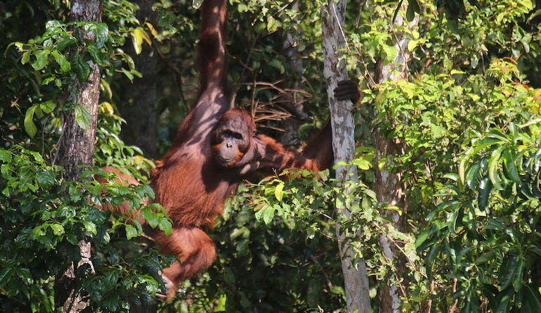 A Bornean orangutan (Pongo pygmaeus) hangs from the trees. Fewer than 100,000 orangutans remain on Borneo. Image by Rhett A. Butler/Mongabay.