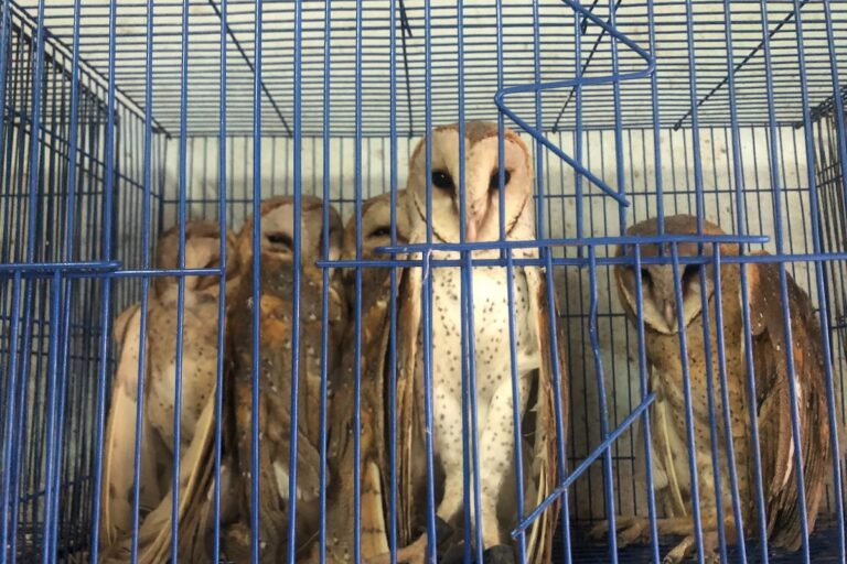 Station Sato sells owls, these belonging to an unprotected species. Image by Achmad Rizki Muazam/Mongabay Indonesia.