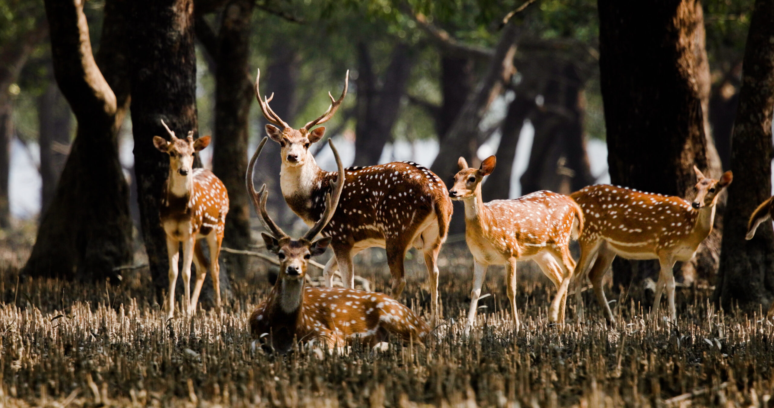 Pitch Mongabay stories in Bengali