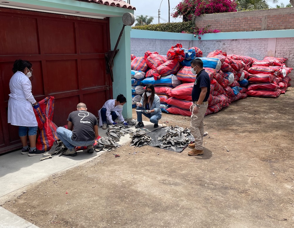 The seizure of more than 9 metric tons of shark fins in November 2025. Photo: Embajada de Estados Unidos en Lima.