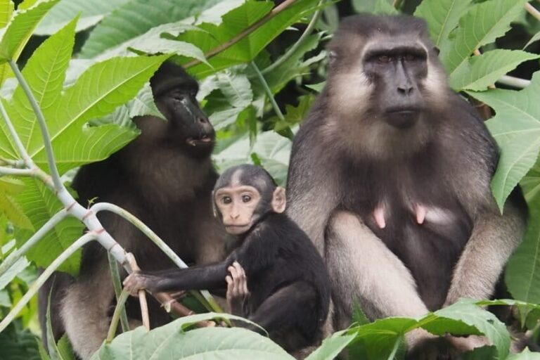 A female Tonkean macaque with her young on the fence at the edge of the remaining forest in Morowali. Photo by Riza Salman for Mongabay Indonesia.