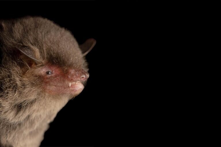 The record of Myotis volans brings the number of bat species recorded in Guatemala to 105. Photo courtesy of Luis Trujillo.