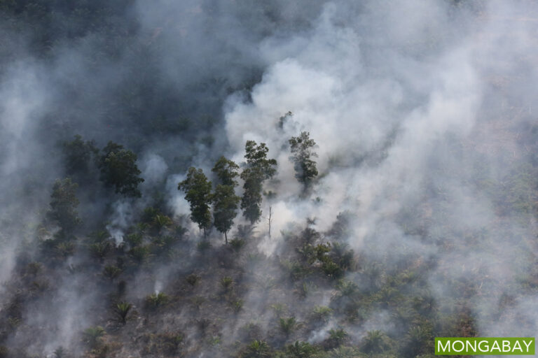 Caption: An oil palm plantation burns in Riau, Indonesia. Photo by Rhett A. Butler.